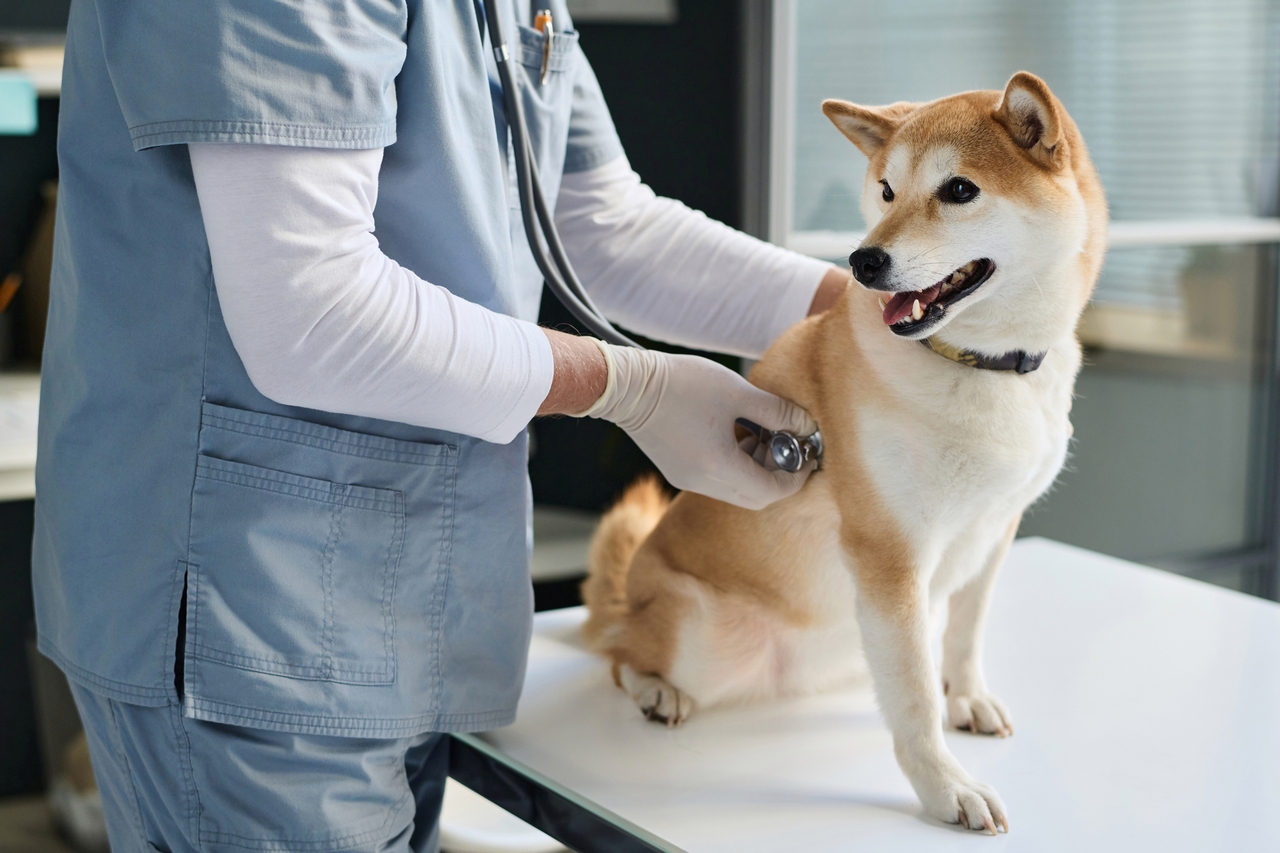 Tierkrankenversicherung: So schützen Sie Ihren Liebling richtig